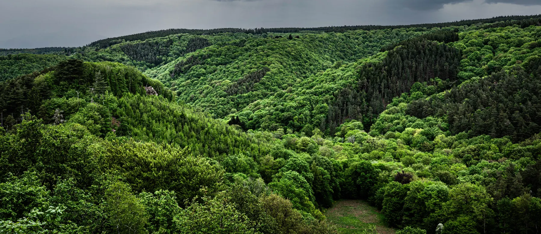 Coureur en montée sur le parcours du Trail du Ninglinspo